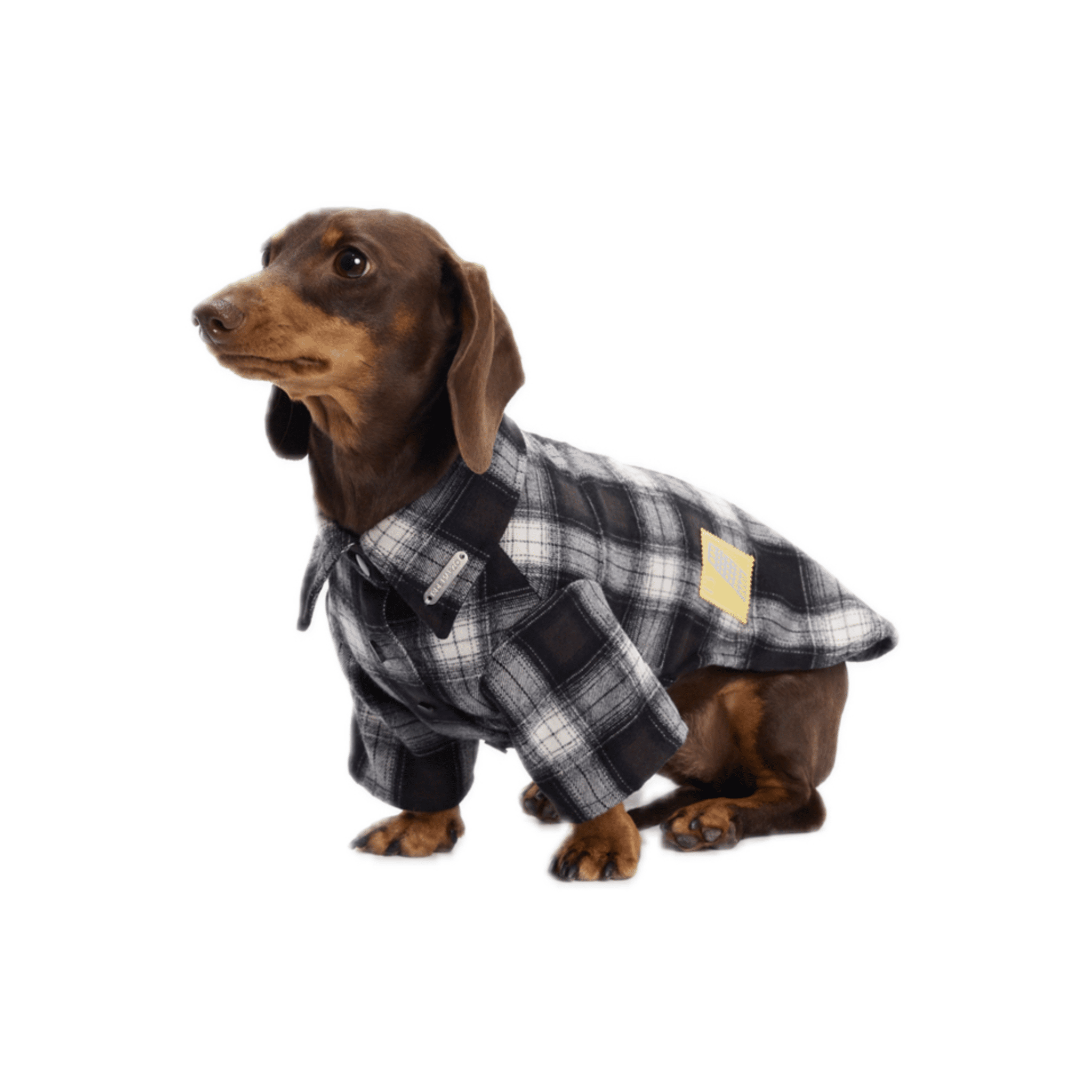 13DE MARZO Travel Bear Pet Shirt in Black | MADAX