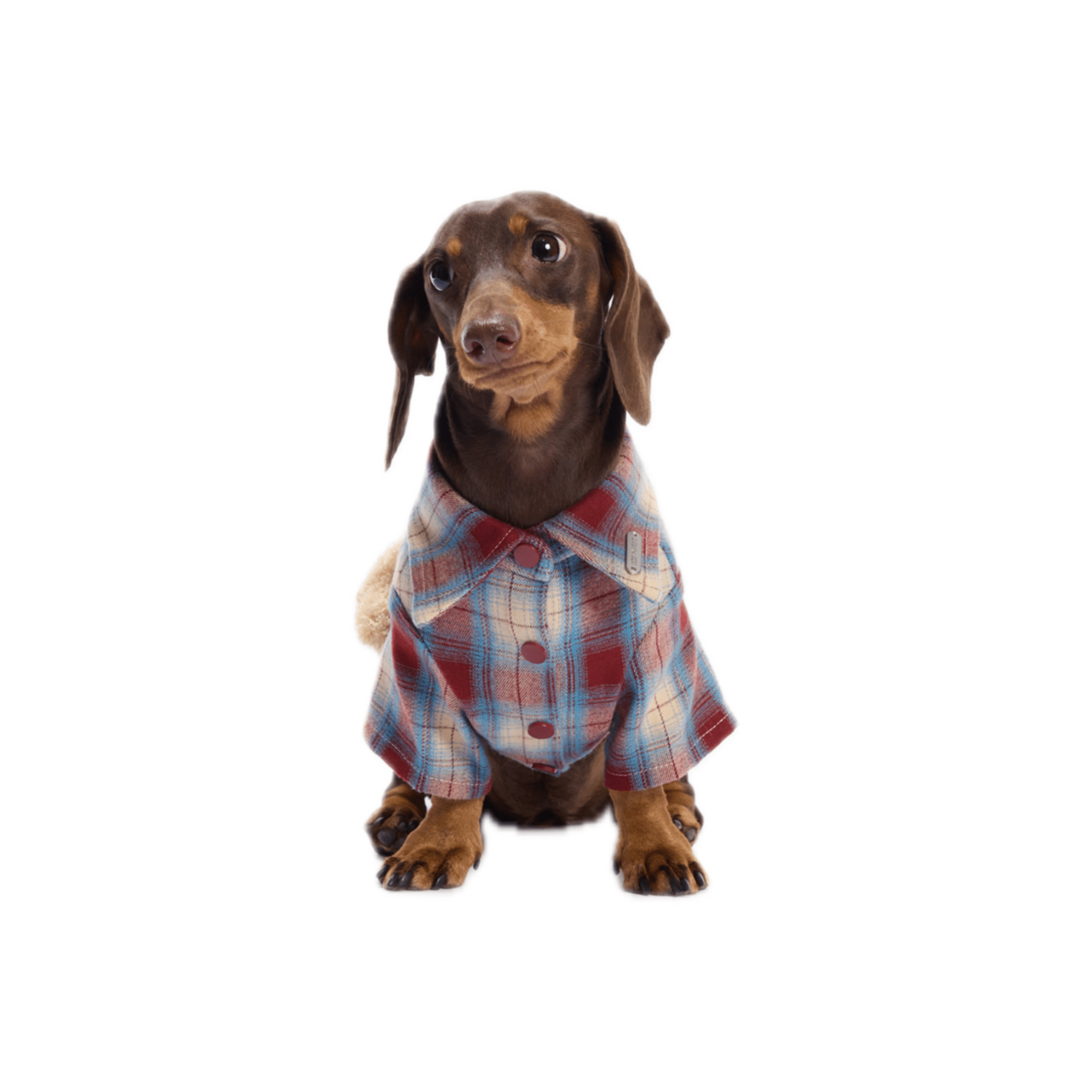 13DE MARZO Travel Bear Pet Shirt in Red | MADAX