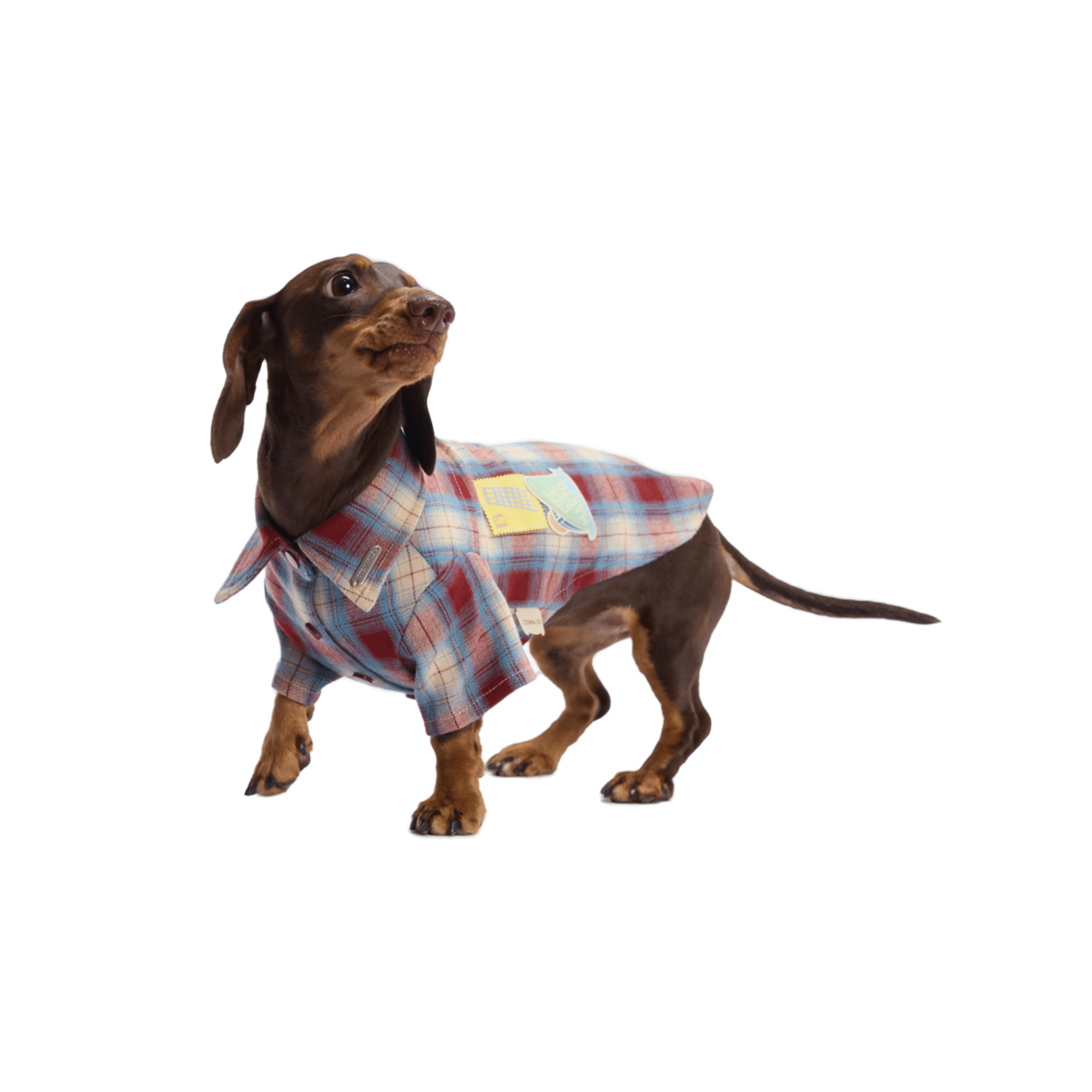 13DE MARZO Travel Bear Pet Shirt in Red | MADAX